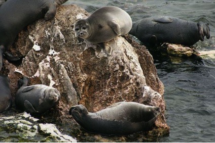 seals