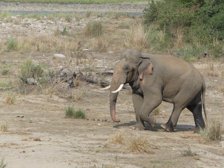 Bull tusker in musth, Corbett TR, June 2017, AJT Johnsingh