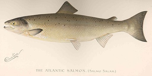 FMIB_42997_Atlantic_Salmon_(Salmo_salar)