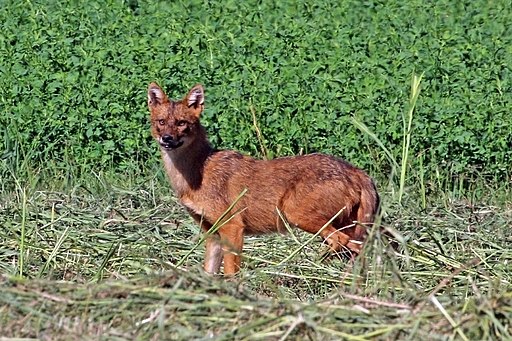 Golden_jackal_(Canis_aureus_moreotica)