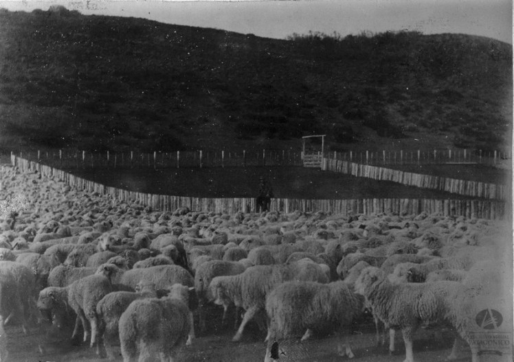 Estancia San Ramón de la Compañía Comercial y Ganadera Chile-Argentina, Foto Carlos Foresti, Ca. 1908 (Álbum Cía. Comercial y Ganadera Chile-Argentina)