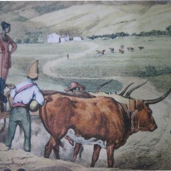 ox car RUGENDAS1835