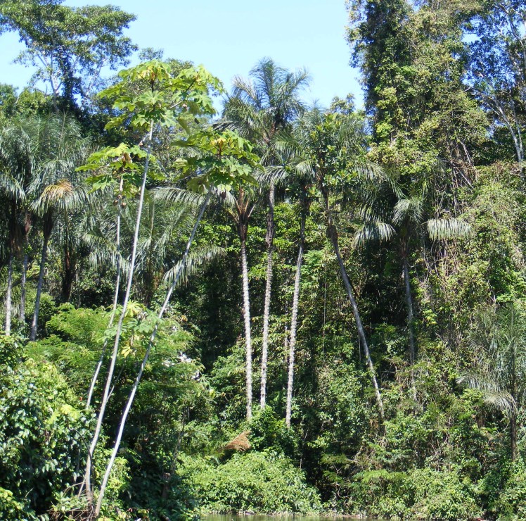 Amazonian_rainforest_2